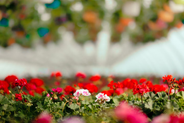 Fototapeta na wymiar Beautiful Flower Greenhouse in Blooming Spring Season 