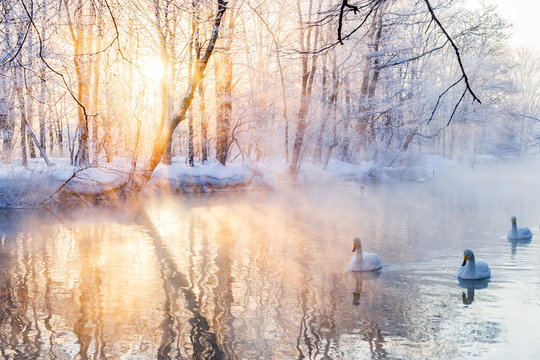 Swans swimming on river