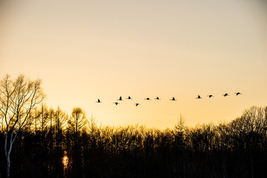 夕暮れの空を飛ぶ丹頂鶴