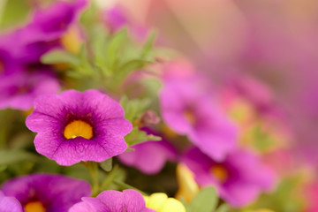 Petunias in Floral Detail Background Image