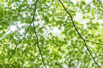 fresh verdure   spring maple tree