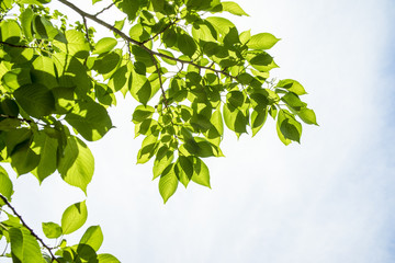 fresh verdure © EISAKU SHIRAYAMA