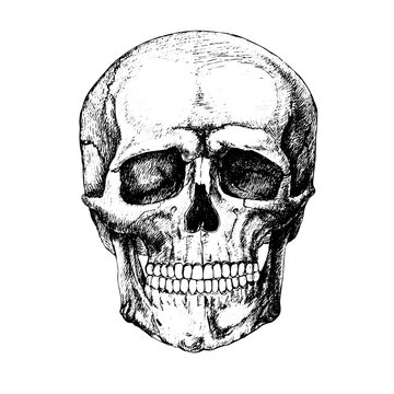 sketch skull vector