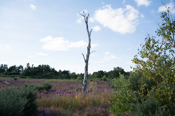 Martlesham Heath, Suffolk Countryside, England