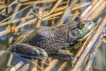 Bullfrog #1