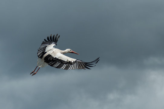portrait of stork flying on cloudy sky background