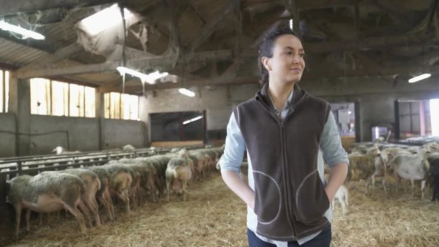 Breeder walking in sheepfold