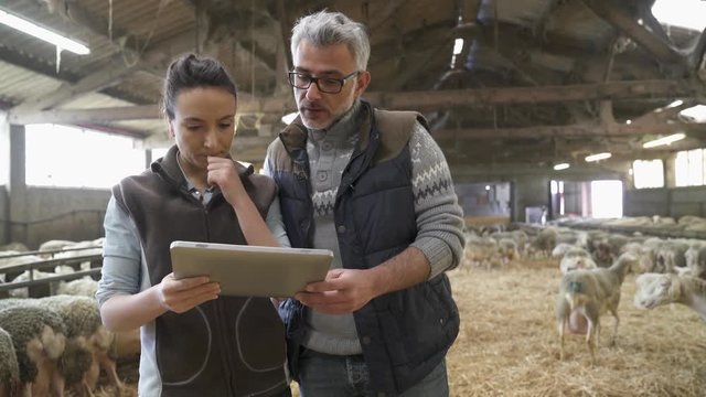 Sheep breeder with veterinary in shed using digital tablet