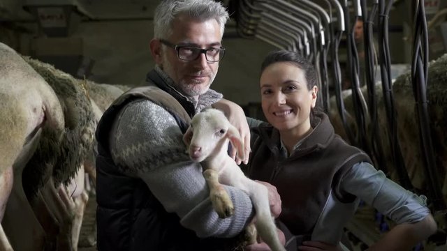 Couple of breeders in barn carrying lamb