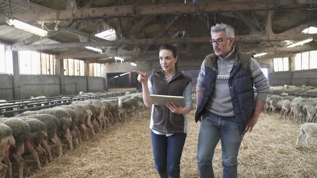 Sheep breeder with veterinary in shed using digital tablet