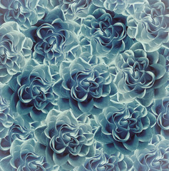 Vintage floral  turquoise-blue beautiful background.  Flower composition. Bouquet of flowers from   turquoise roses. Close-up. Nature.