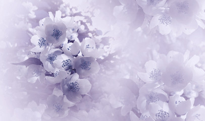 Soft  light violet-blue  floral background. Flowers of a cherry on a  pink-white halftone background. Close-up. Greeting card. Nature.