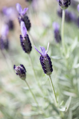 紫のラベンダーの花のアップ