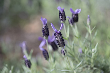 紫のラベンダーの花のアップ