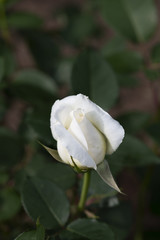 咲きかけの白いばらの花のアップ