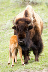 Momma and baby bison
