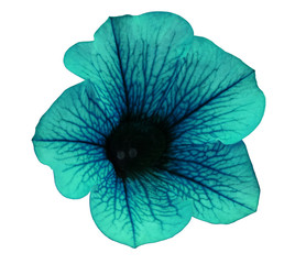 Turquoise flower Petunia on a white isolated background with clipping path  no shadows. Closeup. For design, texture, borders, frame, background.  Nature.