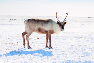 Naklejka premium Reindeer in winter tundra