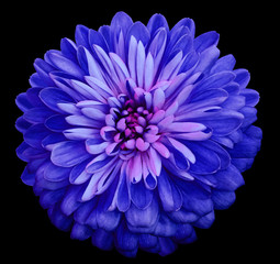 Obraz premium Chrysanthemum bright blue flower. On the black isolated background with clipping path. Closeup no shadows. Garden flower. Nature.