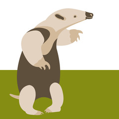  anteater  vector illustration flat style  front side