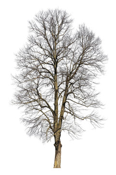 Tree in winter, isolated photo. Tree without leaves