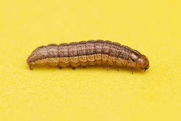 the caterpillar crawls on a yellow background