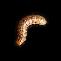 the caterpillar crawls on a black background