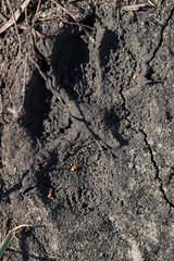 Trace from a dog on clay soil