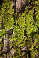 Close-up photo of mossy tree trunk