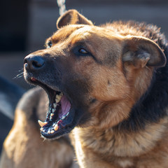 An angry dog barks near the house