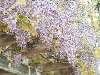 満開に咲く紫色のフジ