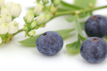 Detailaufnahme von frisch gepflückten Heidelbeeren