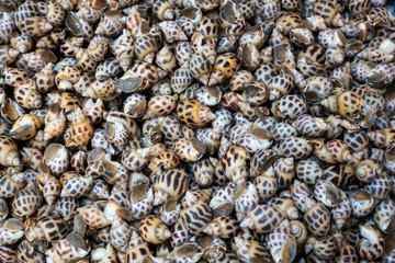 Fresh raw sweet snail. Fresh Babylonia areolata background