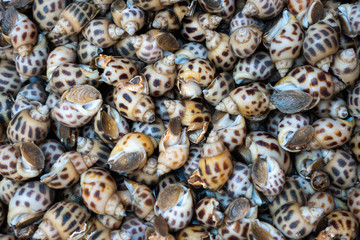 Fresh raw sweet snail. Fresh Babylonia areolata background