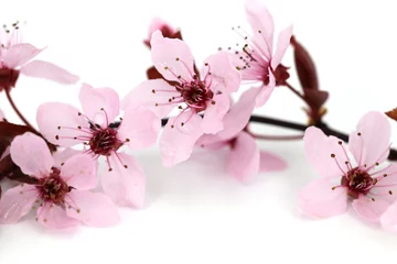 Papier Peint photo Lilas Détail tiré d& 39 un cerisier d& 39 ornement dans les douces couleurs du printemps