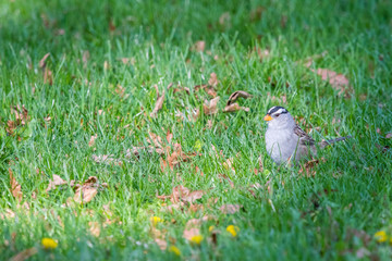 White-crowned Sparrow #5