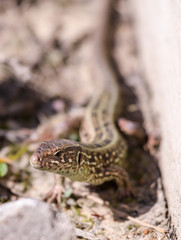 Portrait of a lizard on nature in spring