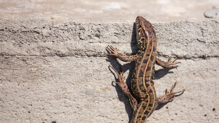 The lizard sits on a concrete wall