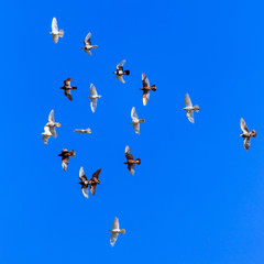 A flock of pigeons in flight against the blue sky
