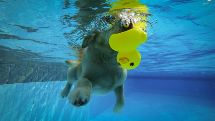 Golden Retriever Puppy Exercises in Swimming Pool (Underwater View)