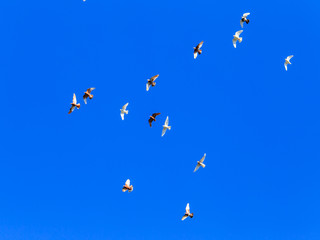 A flock of pigeons in flight against the blue sky