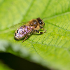 Bee on a green leaf in nature