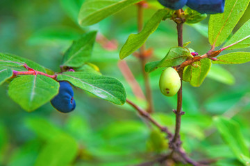 ripe, dark blue Honeysuckle grows on a Bush all in green leaves. 