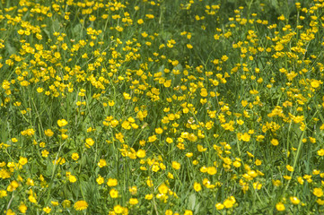 Yellow field of buttercup flowers closeup as natural floral background