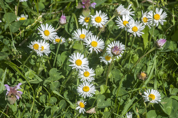 Spring meadow with daisy flowers closeup as natural floral background
