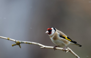 Chardonneret élégant