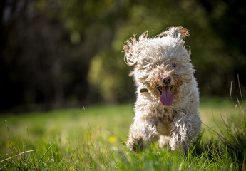 The happy Golden Doodle