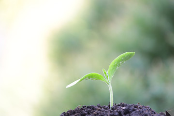 Pumpkin sprout growing