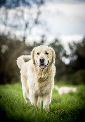 Retriever and Dalmatian playing