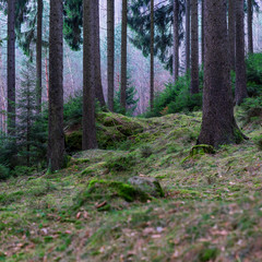 Wald - Sächsiche Schweiz